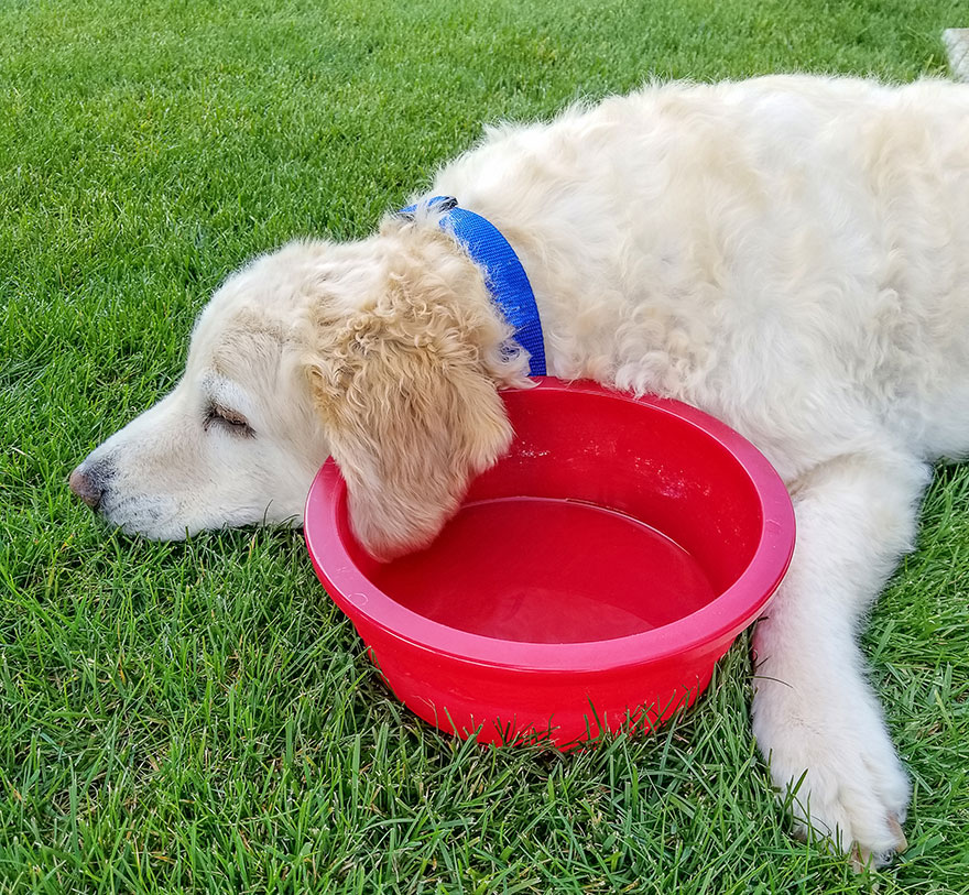 How to Keep a Goldendoodle Cool in the Summer Heat Doodle Proud