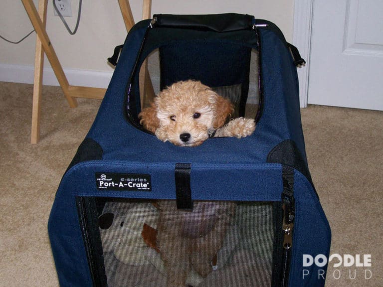 Choosing The Best Crate For a Mini Goldendoodle Doodle Proud