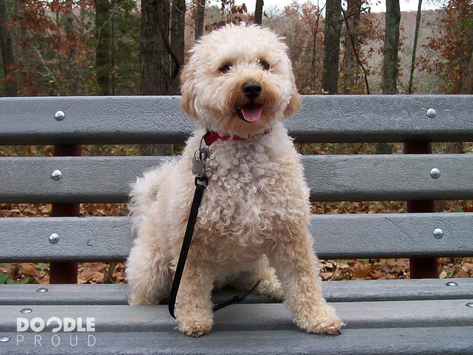 Mini Goldendoodle sitting on outdoor bench
