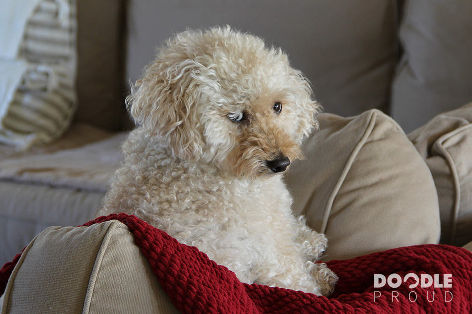 Goldendoodle sitting on couch