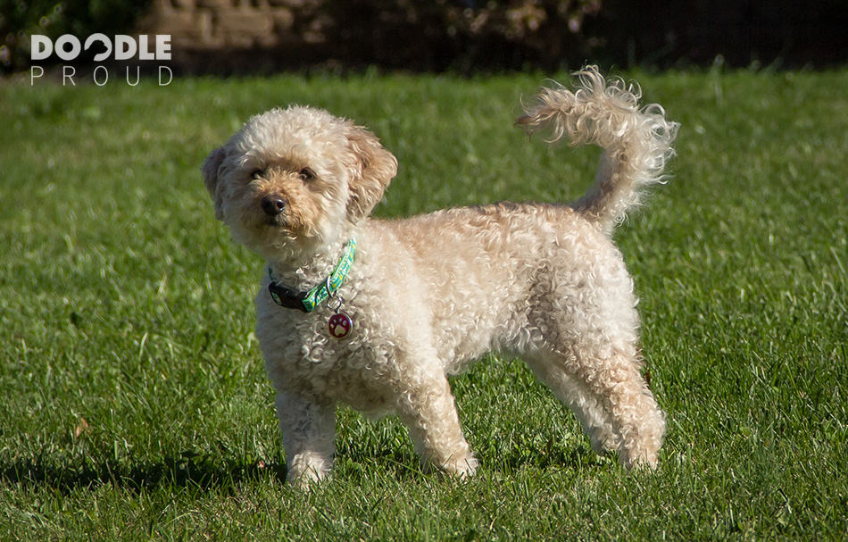 Goldendoodle standing in grassy yard