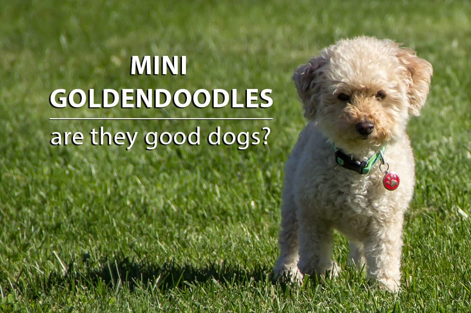Mini Goldendoodle walking in green grass