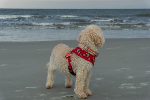 Mini Goldendoodle on beach with collar and harness