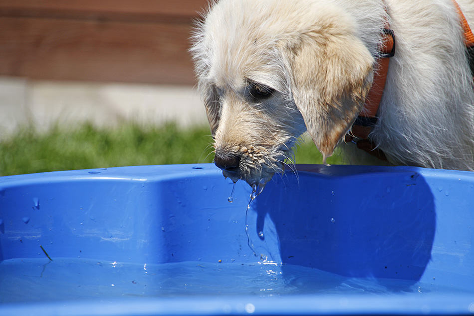 Dog drinking water outdoors