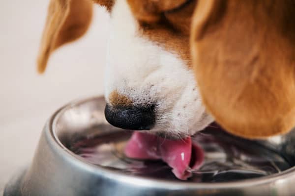 Dog drinking water from bowl