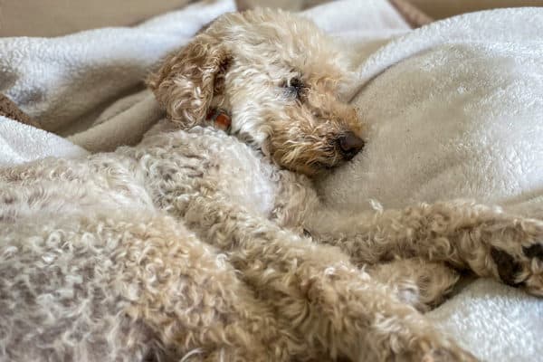 Mini Goldendoodle sleeping in blanket