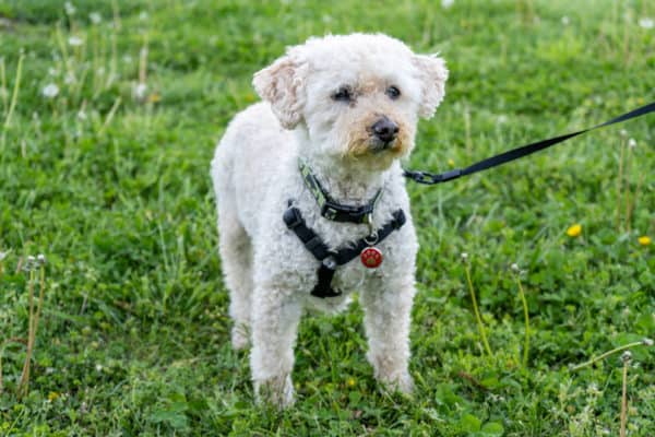 Mini Goldendoodle standing in grass wearing harness