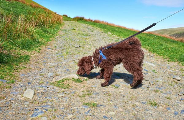 Small brown Poodle on leash with collar and harness