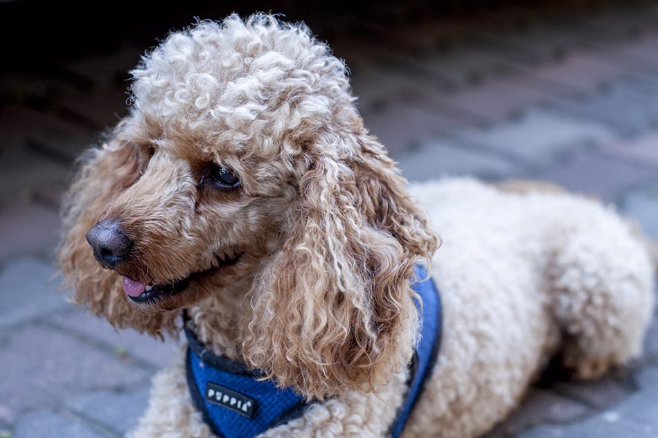 Small Poodle lying down wearing harness