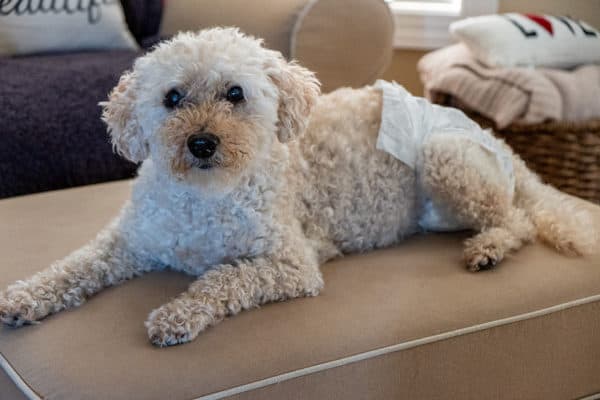 Senior Goldendoodle wearing diapers